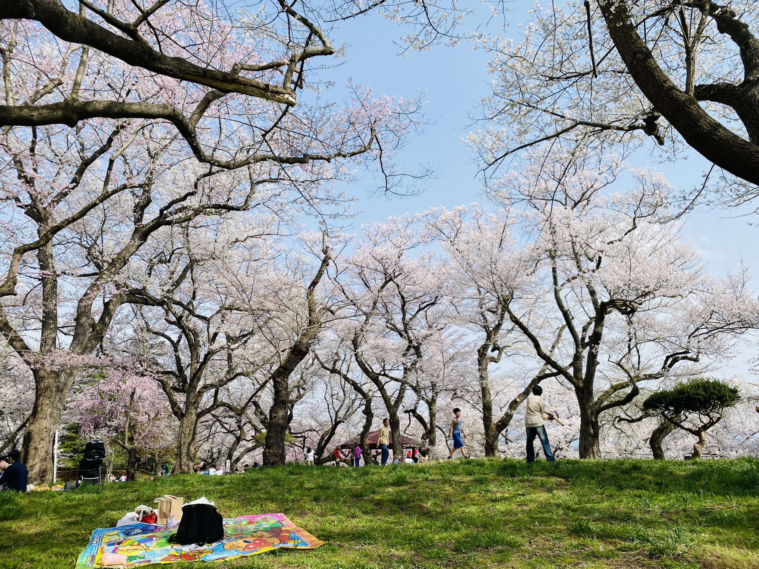 2025年4月19日～20日 お花見会in山形 1