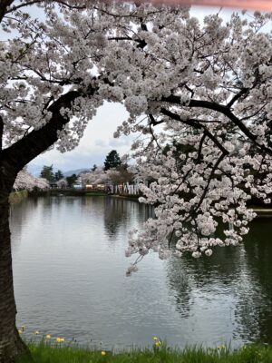 2025年4月19日～20日 お花見会in山形 12